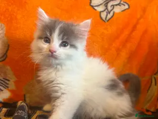 Ragdoll cats Ragdoll cross kittens - Advert 10