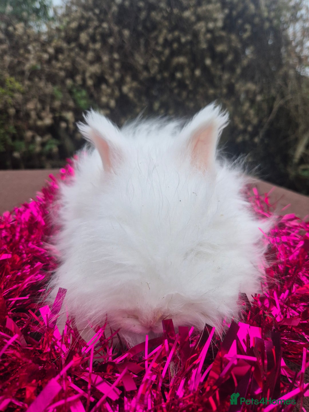 Angora rabbits for sale: 🧡 fulled faced imported parents 🇫🇷 bunnies 🧡 - Advert 3