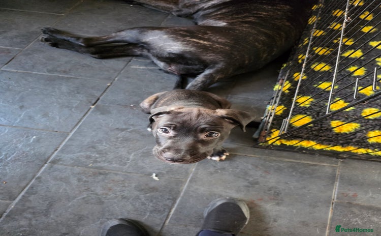 Mixed Breed dogs - Advert 15