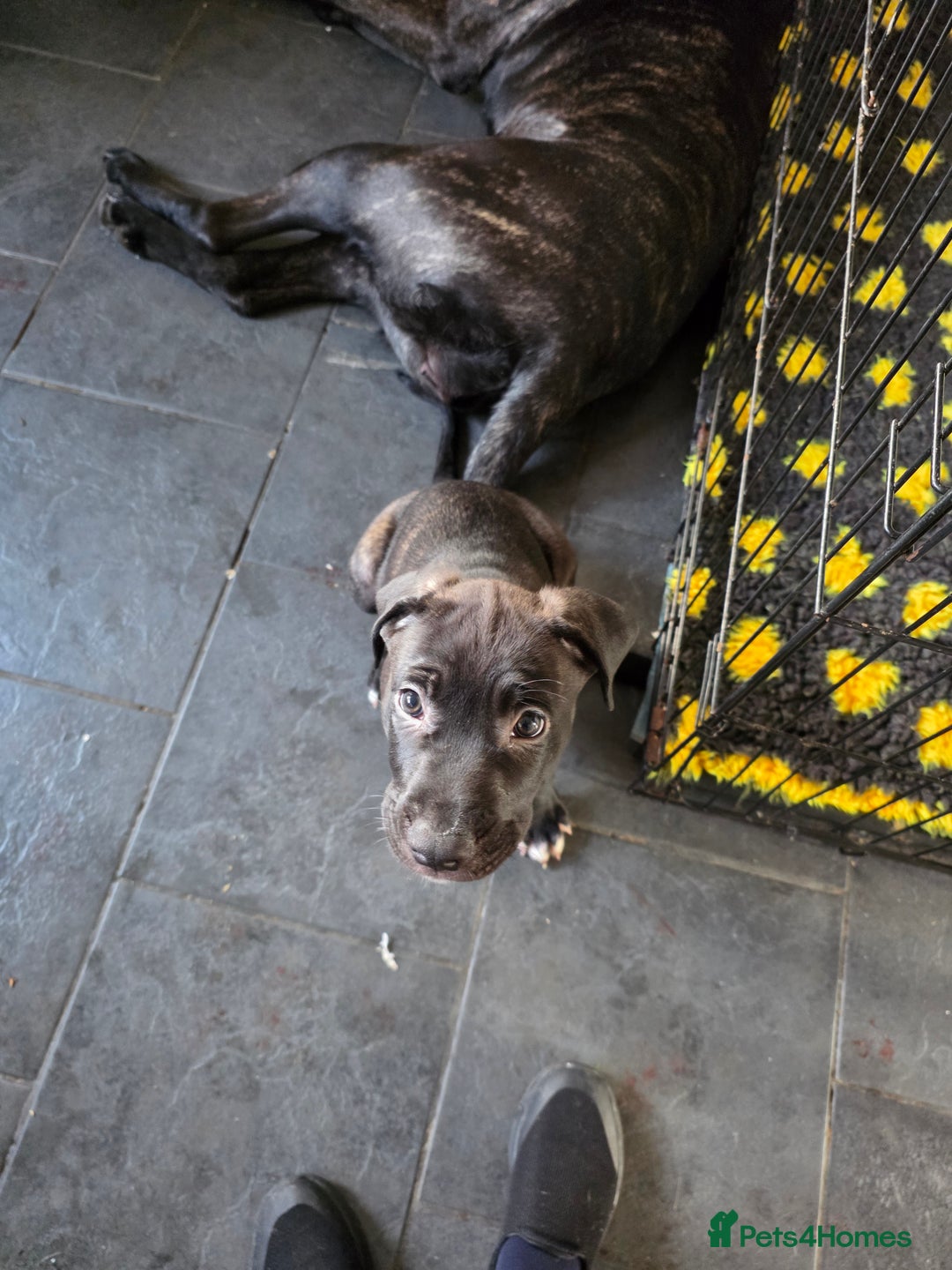 Mixed Breed dogs for sale: Cane corso cross lurcher pup - Image 1