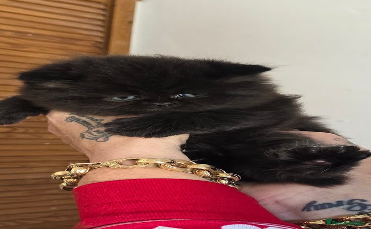 British Longhair cats - Advert 1
