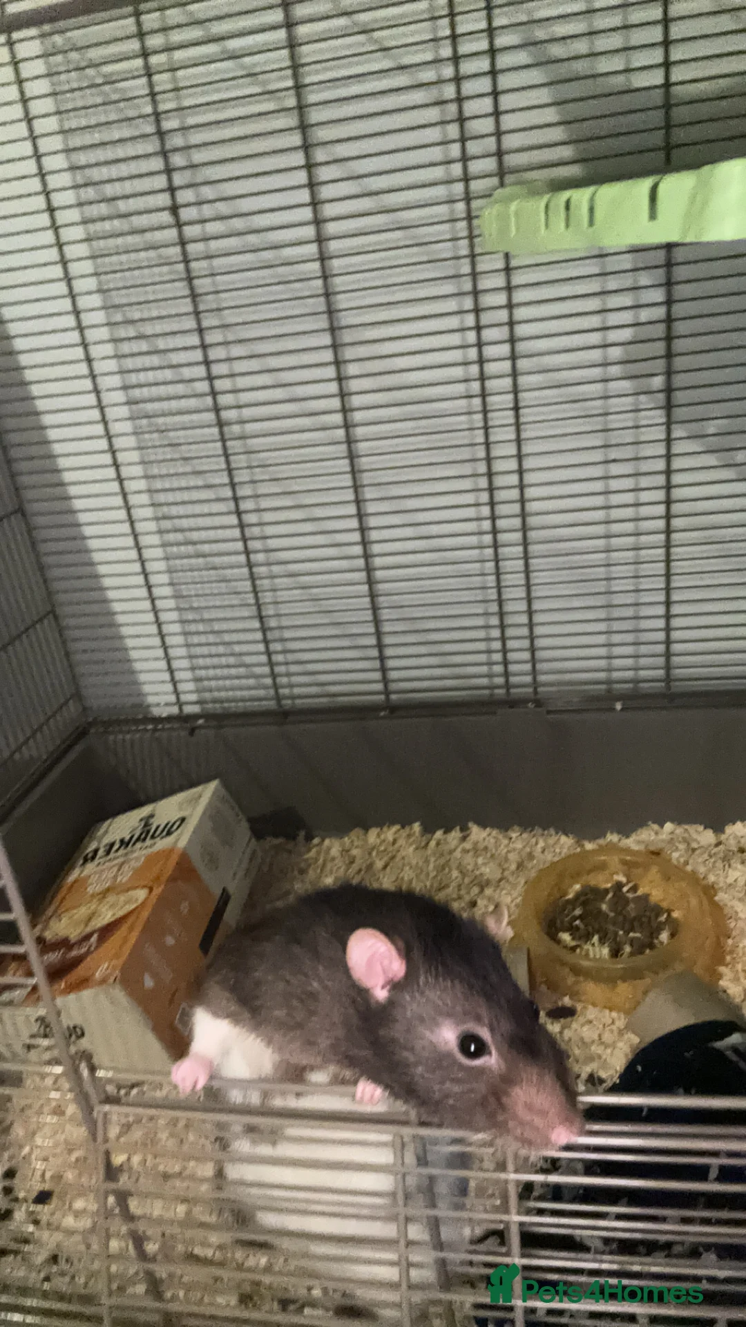 Rat rodents for sale: 2 Male rats - Advert 2