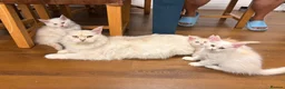 Maine Coon cats for sale: ✨🐾 MEET YOUR FUTURE MAINE COON COMPANION 🐾✨ - Advert 6