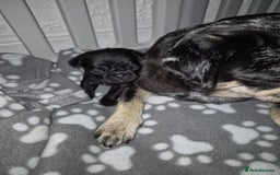 Pug dogs for sale: Pug puppies 🐶  - Image 24