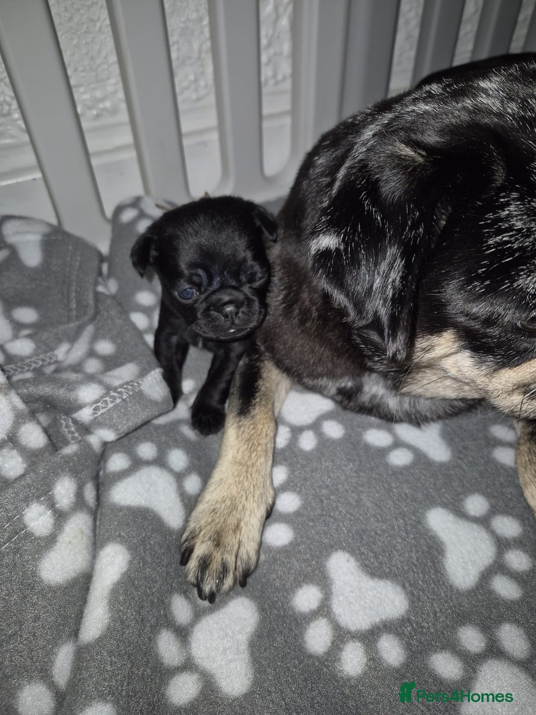 Pug dogs for sale: Pug puppies 🐶  - Image 24