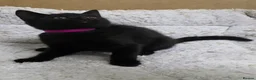 British Shorthair cats for sale: British Shorthair mix with Bombay cat - Advert 6