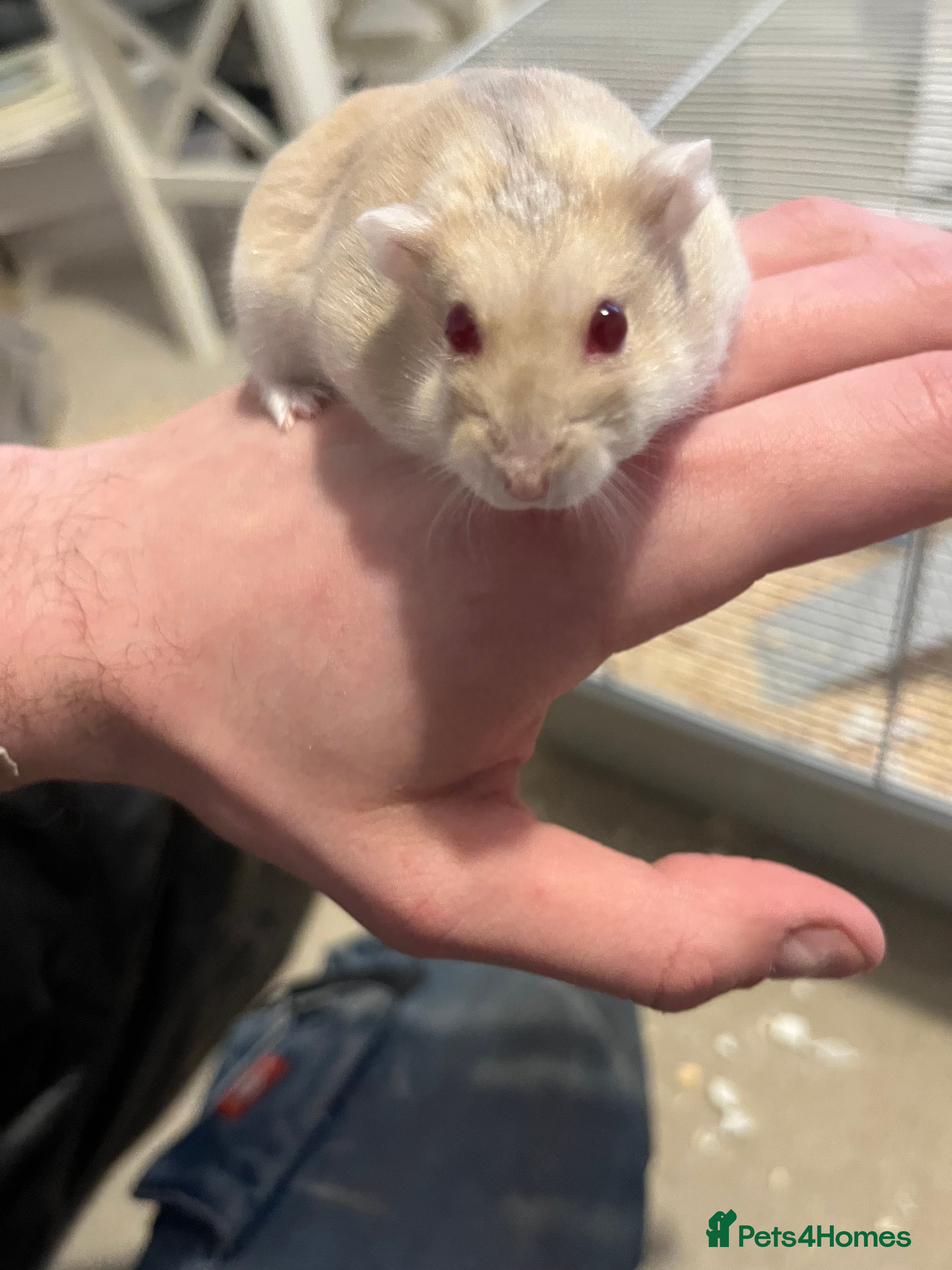 Hamster rodents 2 Male Russian Dwarf Hamsters  - Advert 1