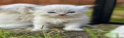 Ragdoll cats for sale: Blue Lynx Ragdoll kittens - Advert 5
