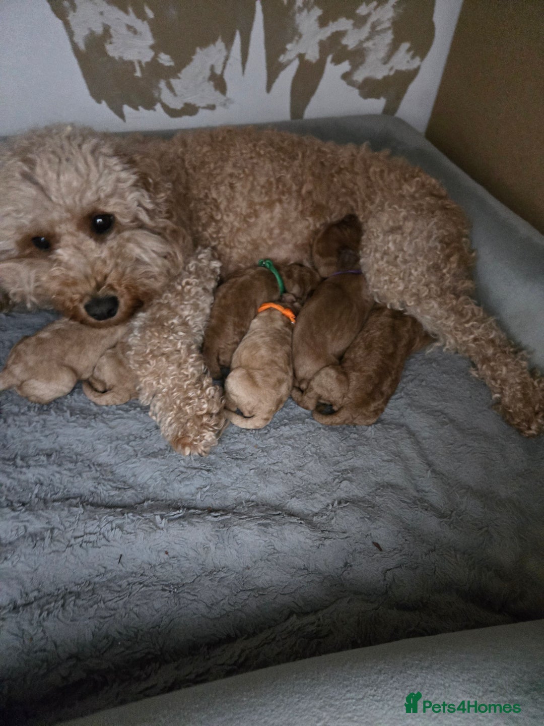 Cockapoo dogs for sale: 6 male Cockapoo puppies. Ready 13th Jan.  - Advert 16
