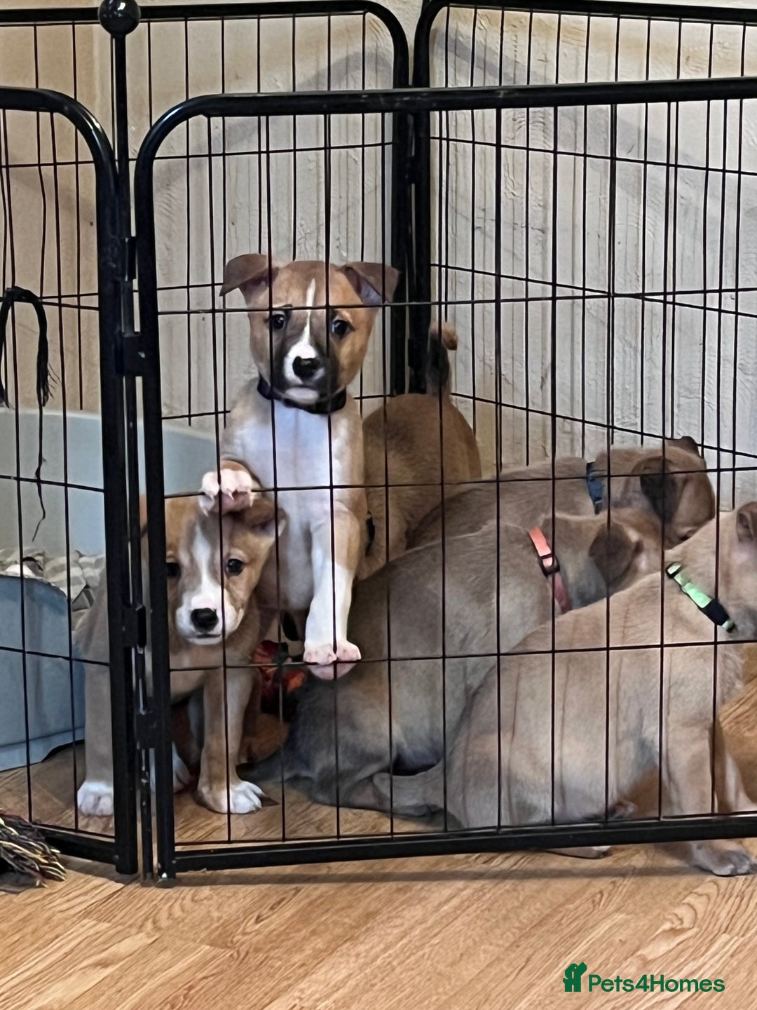 Mixed Breed dogs for sale: 7 puppies for sale - Advert 14