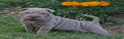 Shar Pei dogs for sale: Beautiful shar pei puppies - Advert 3