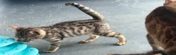 Bengal cats for sale: Pure bengal kittens - Advert 5