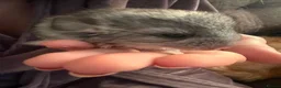 Chinchilla rodents for sale: BEAUTIFUL BABY GIRL - Advert 4
