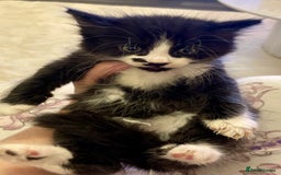 Turkish Angora cats for sale: Turkish angora kitten  - Image 6