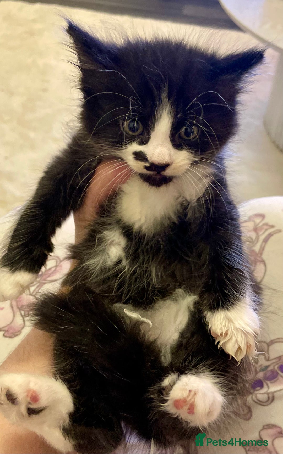 Turkish Angora cats for sale: Turkish angora kitten  - Image 6