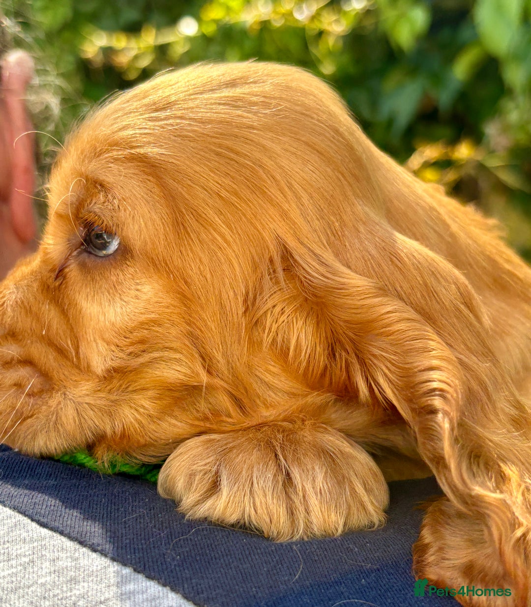 Cocker Spaniel dogs for sale: Exceptional Golden KC Show Cocker Spaniels in Chepstow - Image 24