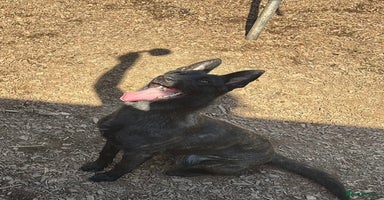 Belgian Shepherd Dog dogs Belgian mali x  - Advert 4