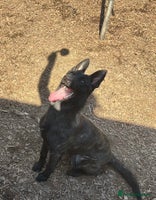 Belgian Shepherd Dog dogs Belgian mali x - Advert 2