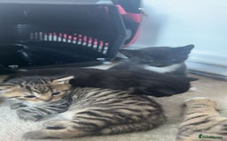 Mixed Breed cats for sale: Kittens for sale - Image 2