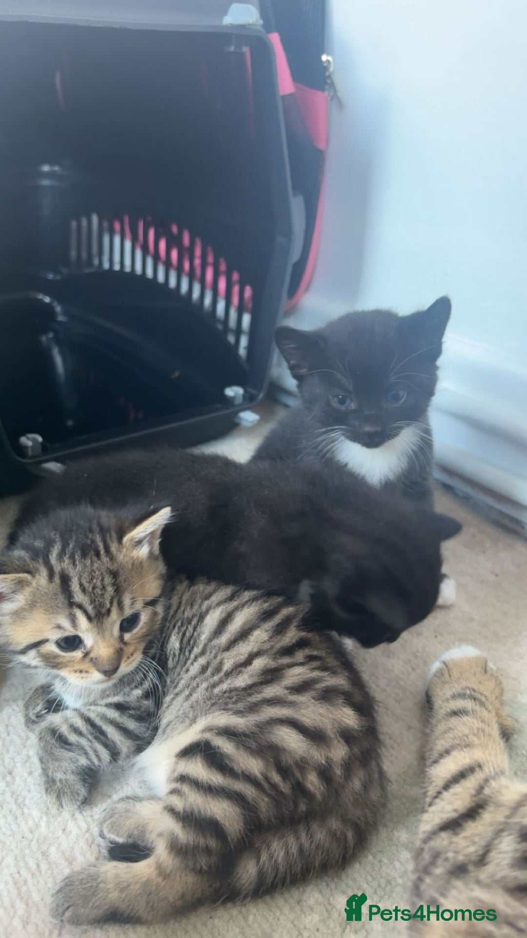 Mixed Breed cats for sale: Kittens for sale - Image 2