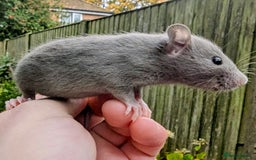 Rat rodents for sale: Fancy,Dumbo,Siamese & Rex ( NEW LITTERS AVAILABLE) - Advert 18