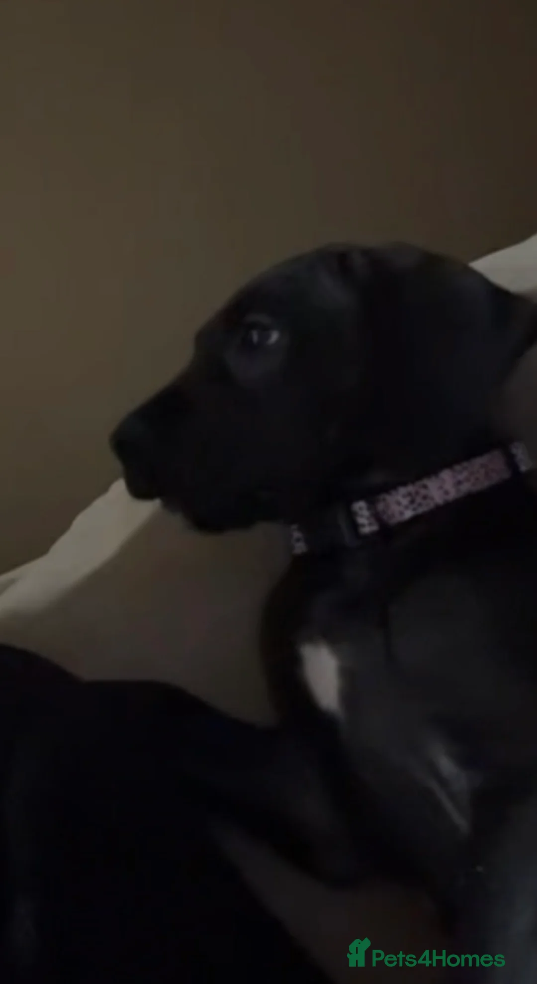 Great Dane dogs for sale: Great dane female - Advert 3