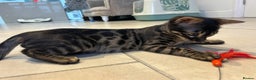 Bengal cats for sale: Stunning Charcoal Female Bengal Kitten - TICA - Advert 10