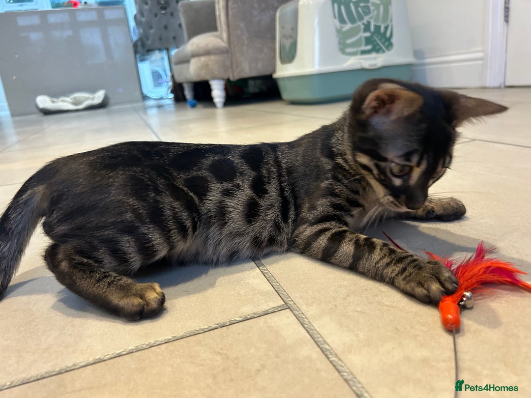 Bengal cats for sale: Stunning Charcoal Female Bengal Kitten - TICA - Advert 10