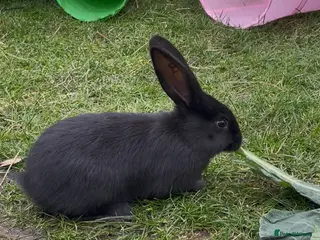 Continental Giant rabbits 💖5 week old pure bred continental giants💙 - Advert 15