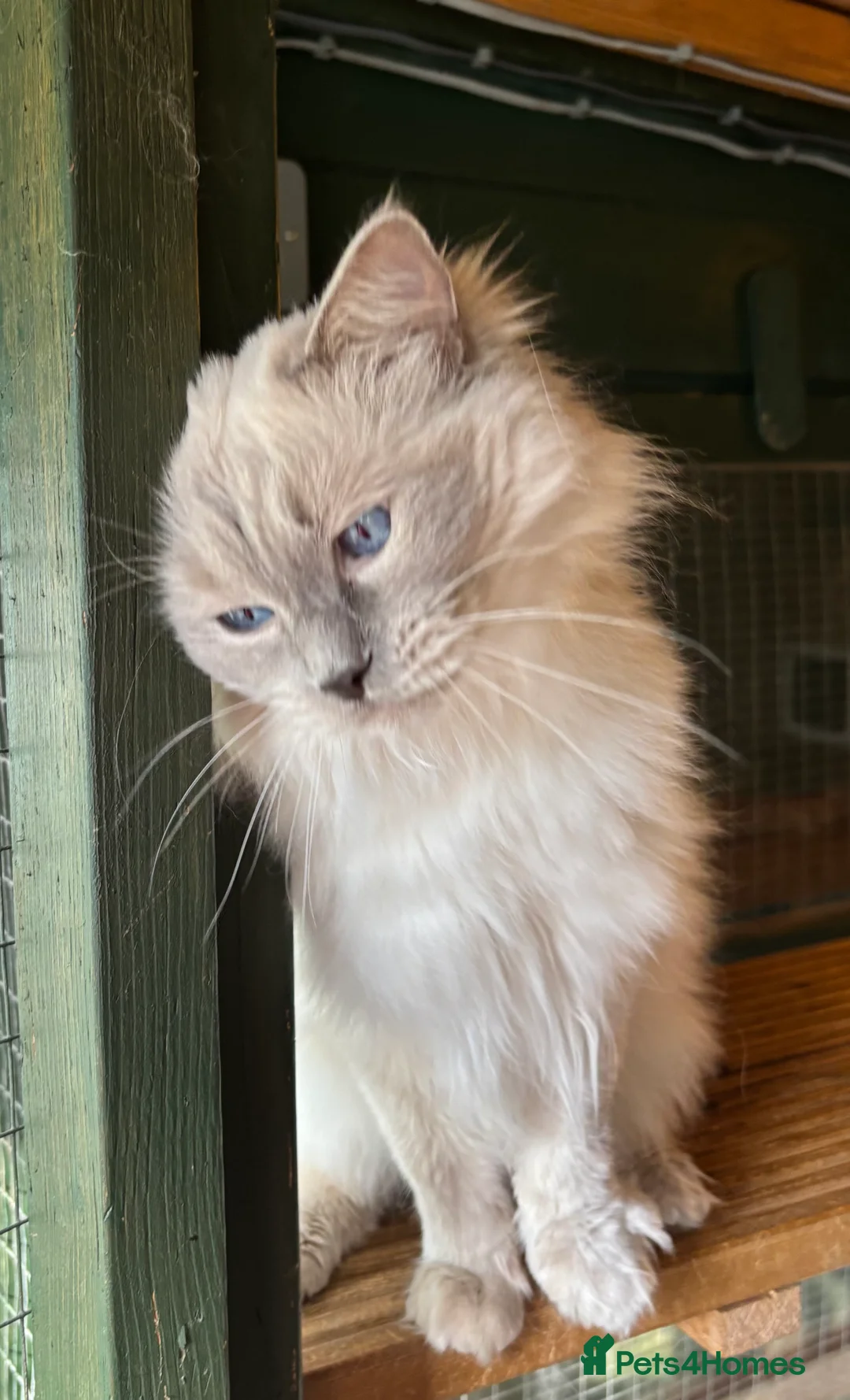 Ragdoll cats for stud: Lilac GCCF stud available  - Advert 2