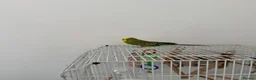 Budgerigars birds for sale: Beautiful Green & Yellow Budgerigar in Stoke-on-Trent - Advert 3