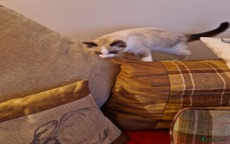 Ragdoll cats for sale: Ragdoll Cross - Advert 5