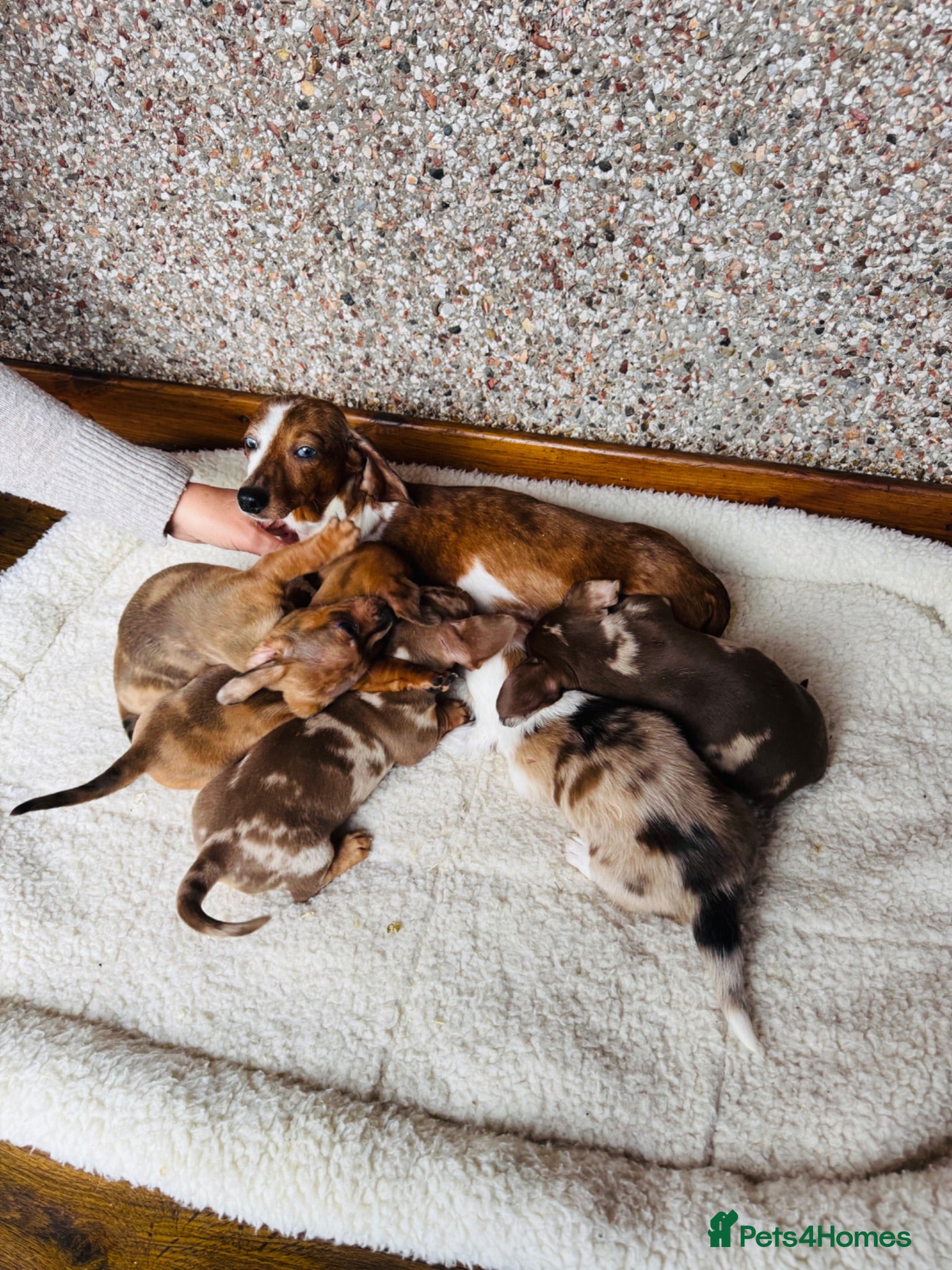 Dachshund dogs Stunning litter of dachshund pups  - Advert 2