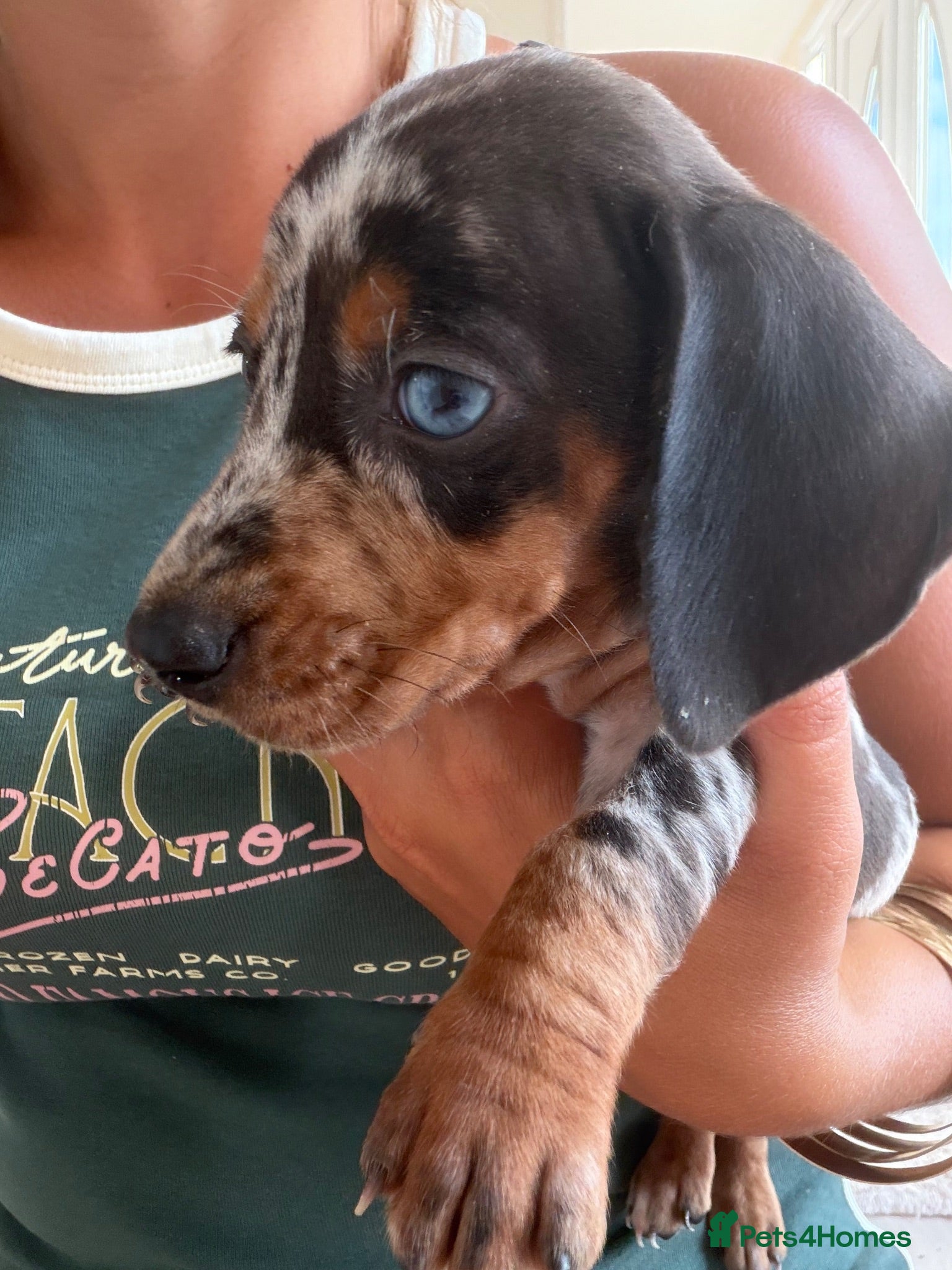 Miniature Dachshund dogs Miniature dachshund puppies  - Advert 3