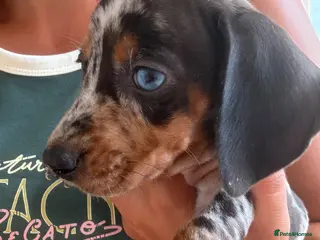 Miniature Dachshund dogs Miniature dachshund puppies - Advert 3