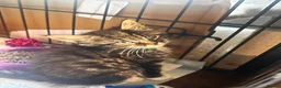 Mixed Breed cats for sale: Reduced last 2 females ragdoll x maincoon  - Advert 20