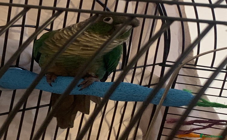 Conures birds - Advert 1