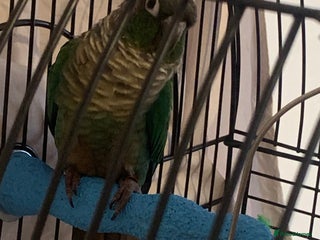 Conures birds - Advert 13