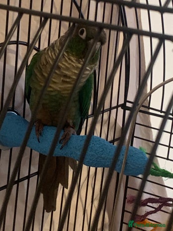 Conures birds - Advert 1