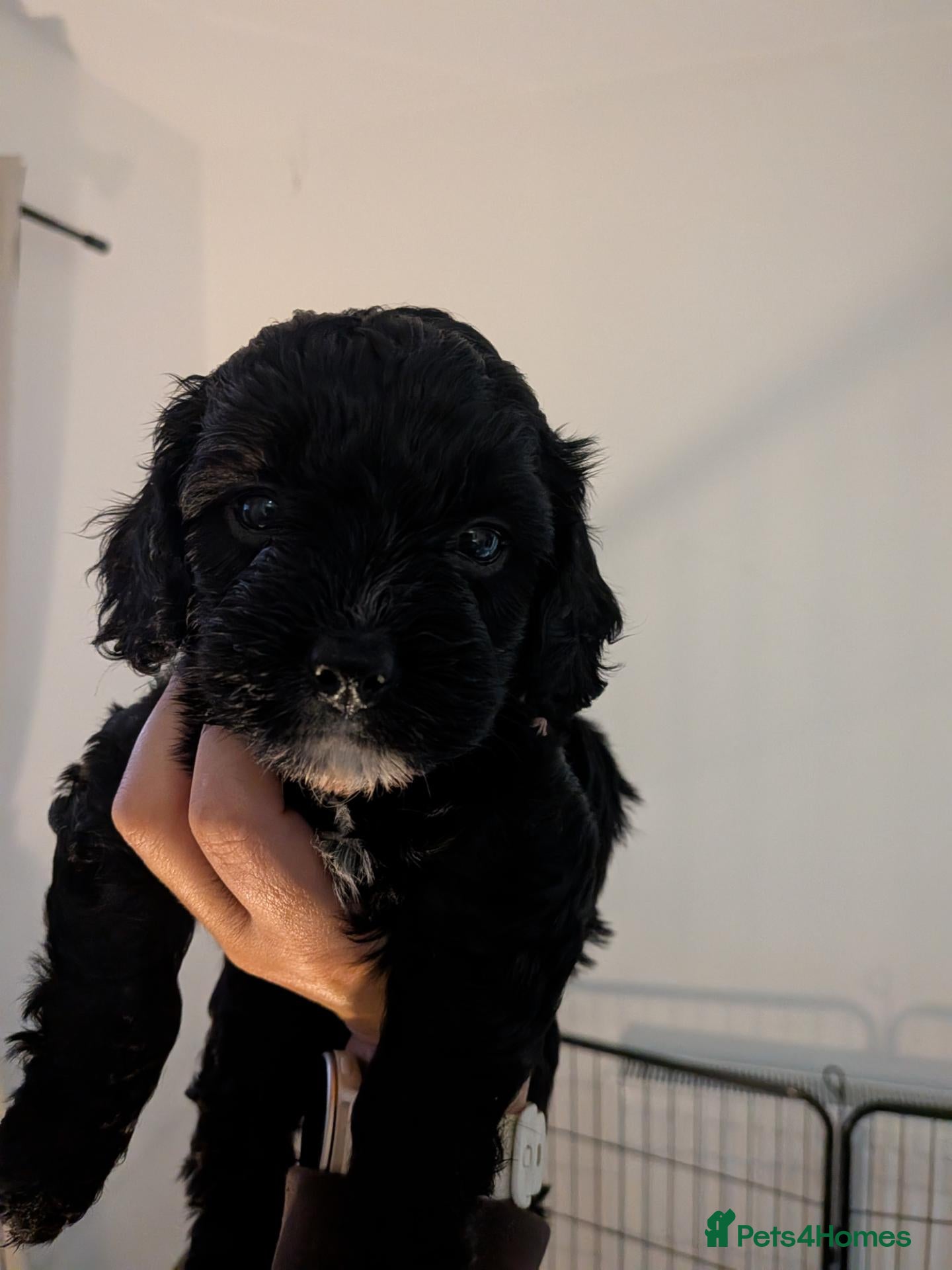 Cockapoo dogs Flb cockapoos  - Advert 17