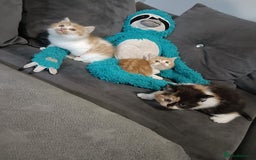 Persian cats for sale: Persian Kittens - Image 12