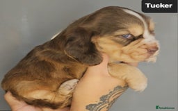 Cocker Spaniel dogs for sale: Exceptional Pedigree Kc Champion Show Cockers - Image 12