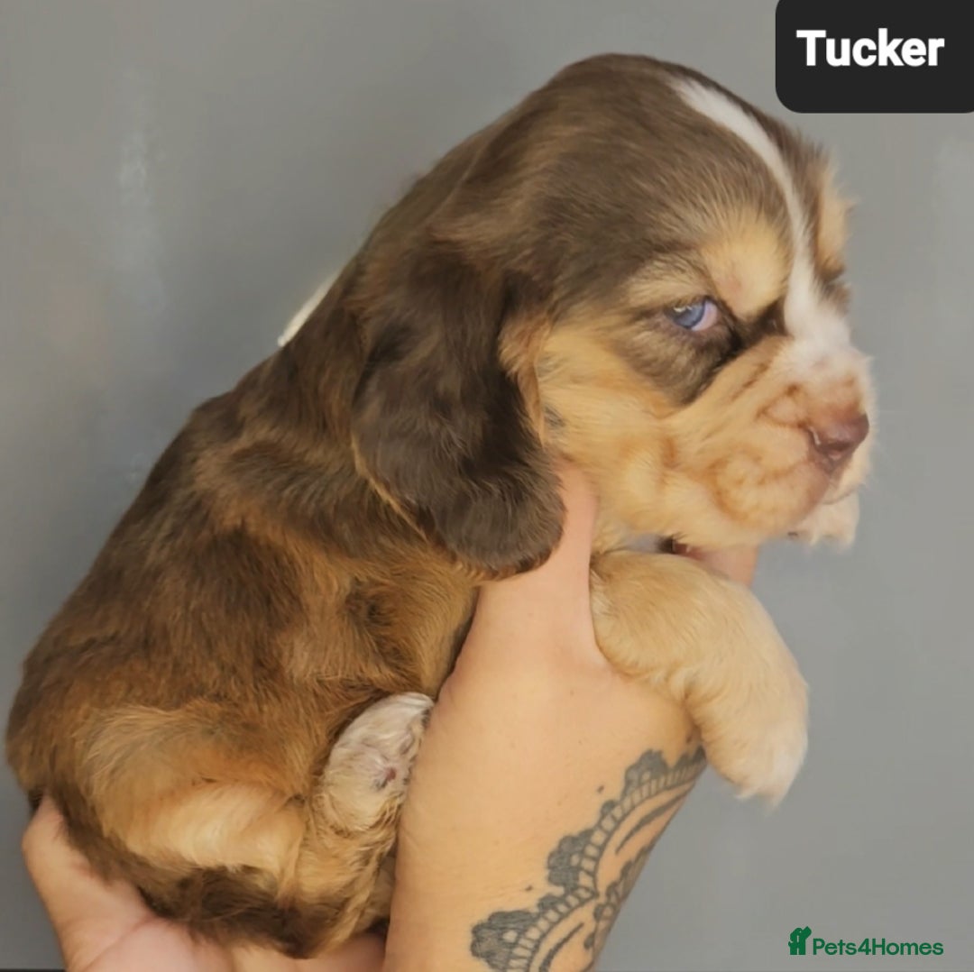 Cocker Spaniel dogs for sale: Exceptional Pedigree Kc Champion Show Cockers - Image 12