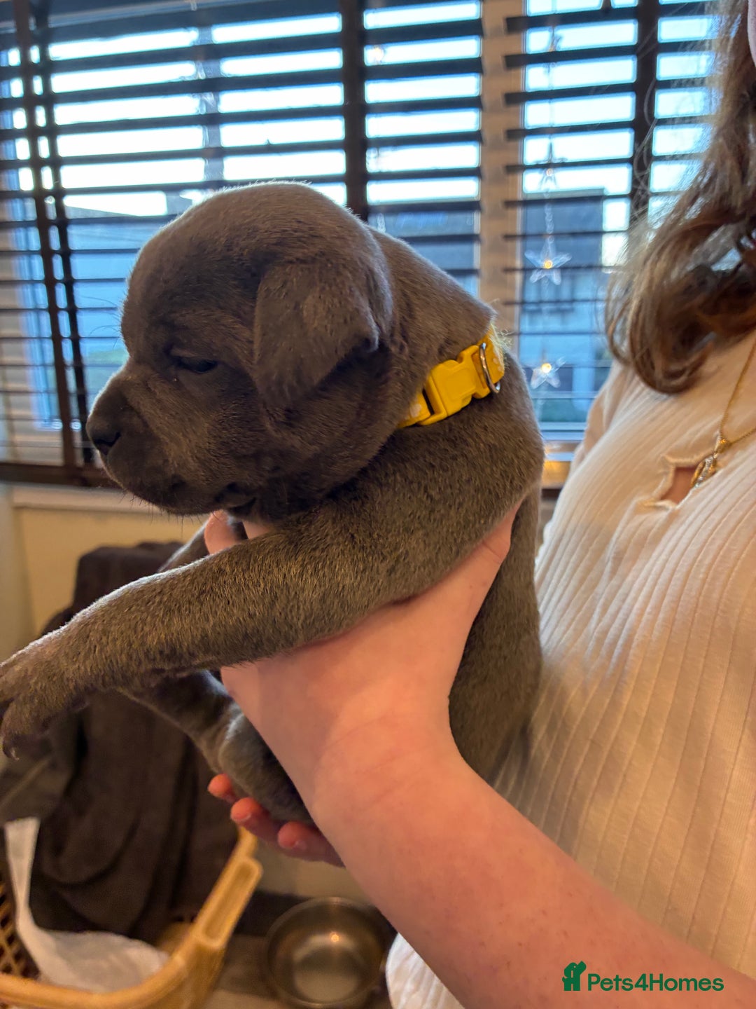 Staffordshire Bull Terrier dogs for sale: Pedigree Blue Staffordshire pups - Advert 14