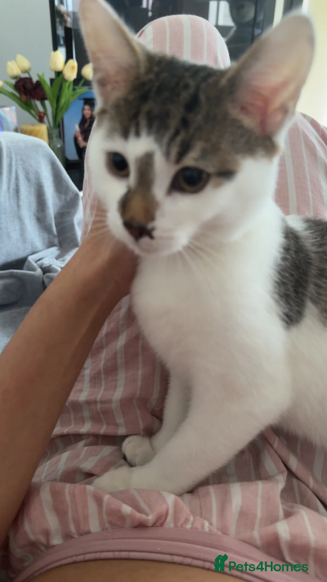 Domestic Shorthair cats for sale: Male tabby kitten  - Advert 3