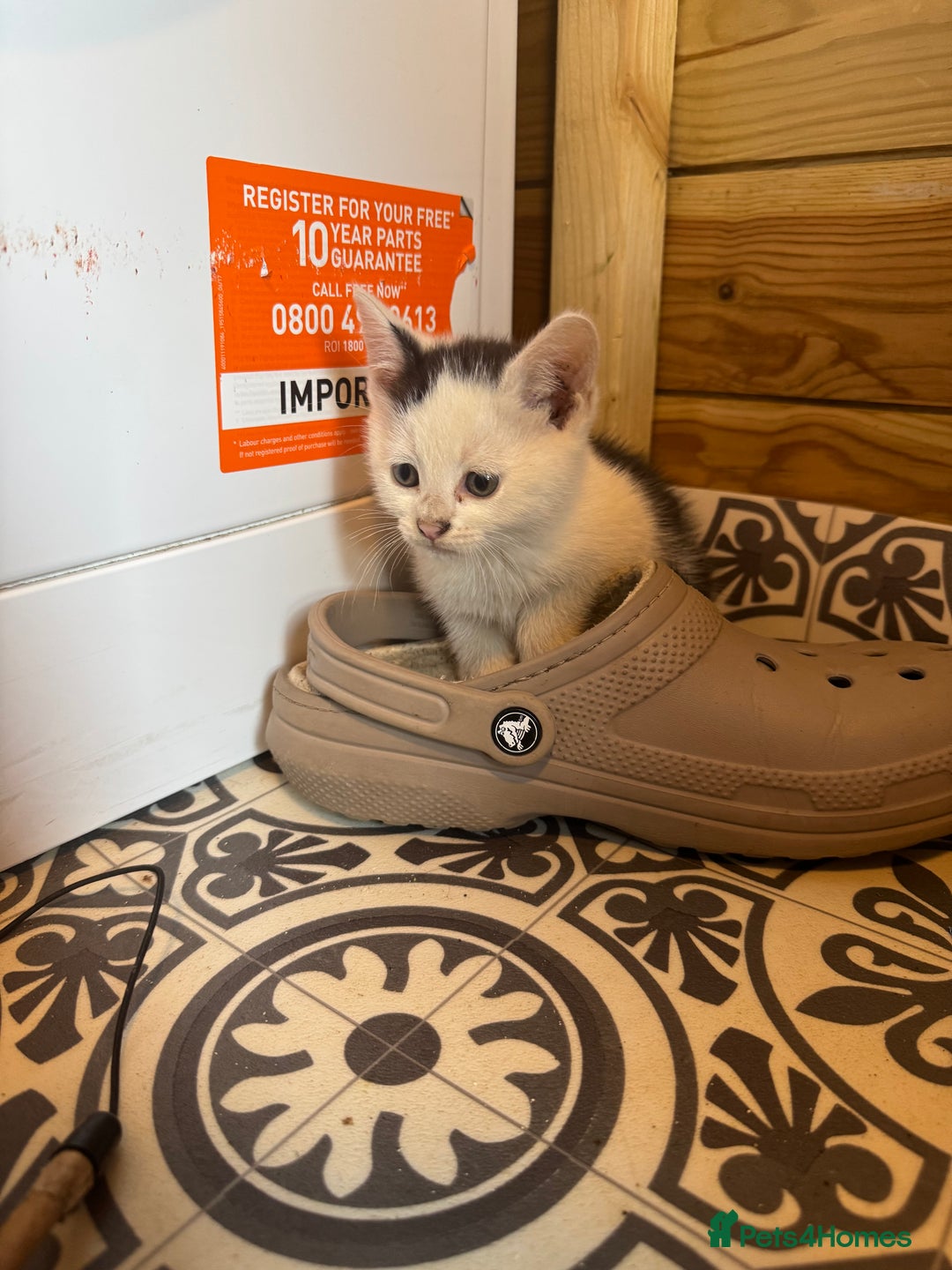 Mixed Breed cats for sale: Two beautiful fluffy girls kittens  - Image 15