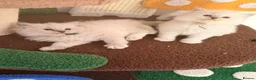 Ragdoll cats for sale:  Tica reg seal tabby bicolour ragdoll kitten  - Advert 8