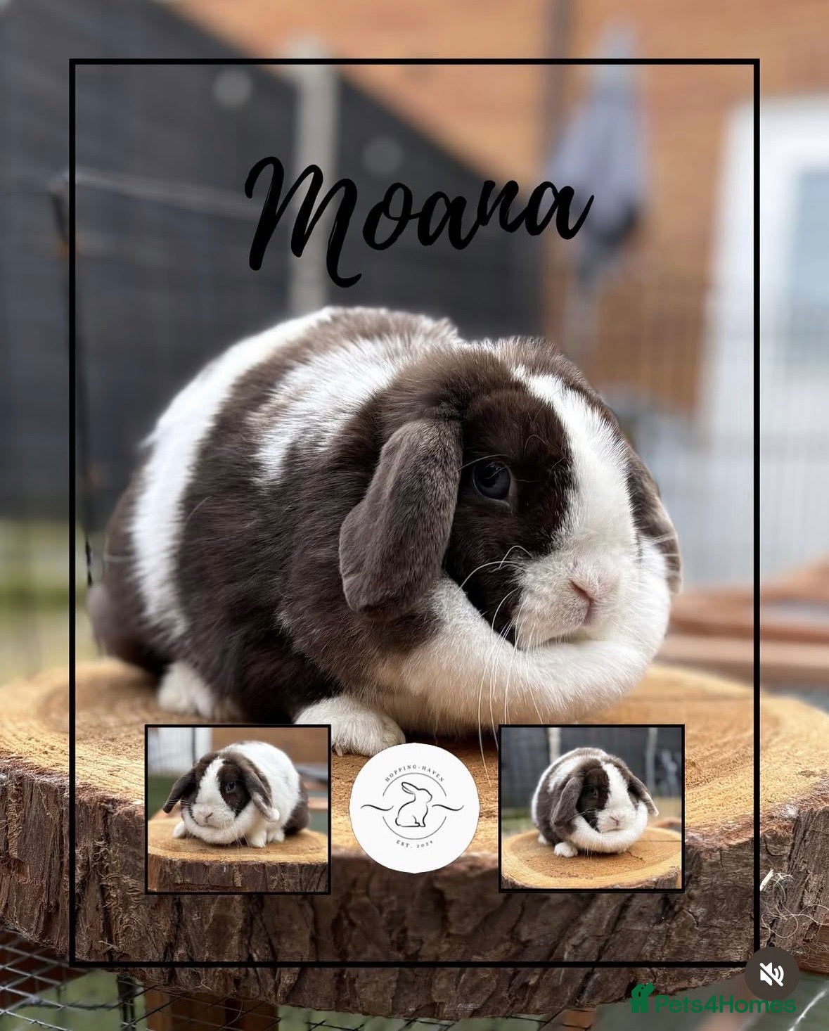 Mini Lop rabbits Mini lop buns looking for homes Adults £20 - Advert 2