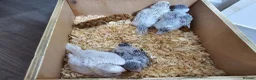 Budgerigars birds for sale: Budgie for sale - Advert 9