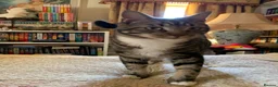 Mixed Breed cats for sale: Half DSH/Maine Coon X. Bonded Must stay together - Advert 21